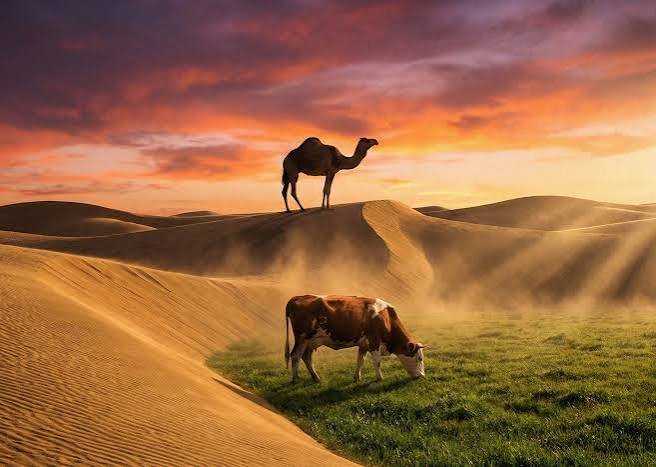 صورة الجوال